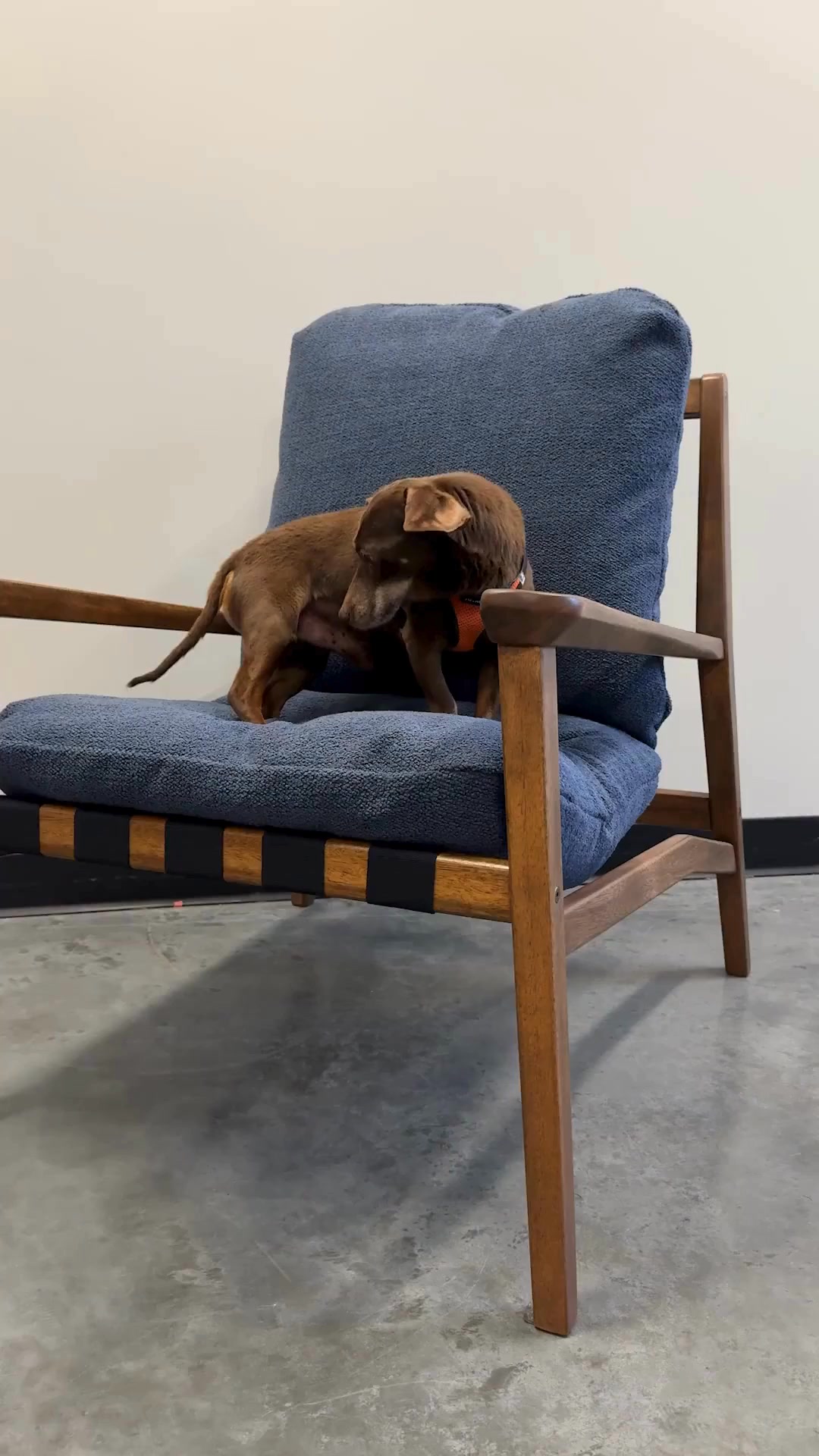 NEW: Mid-Century Lounge Chair + Rocking Chair